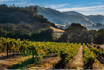 Financial Optimization